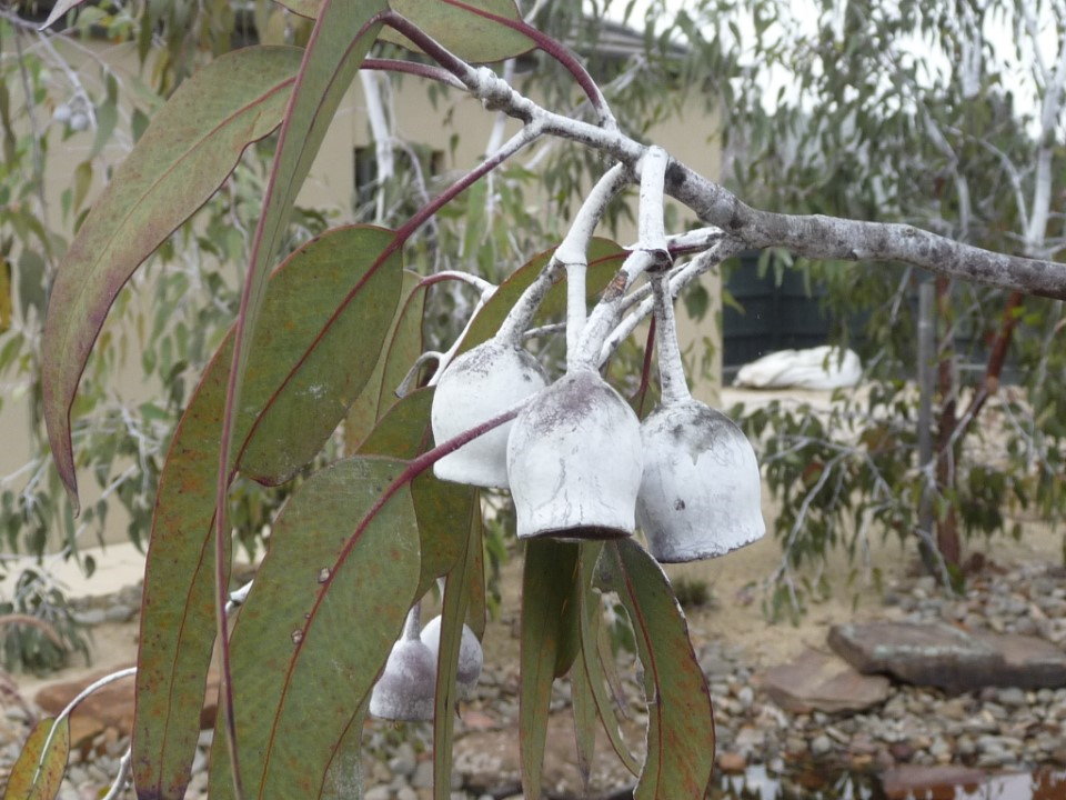 Eucalyptus Caesia.jpg