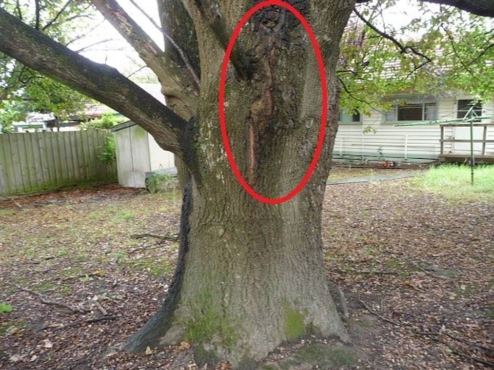 Dangerous Tree Assessment.jpg