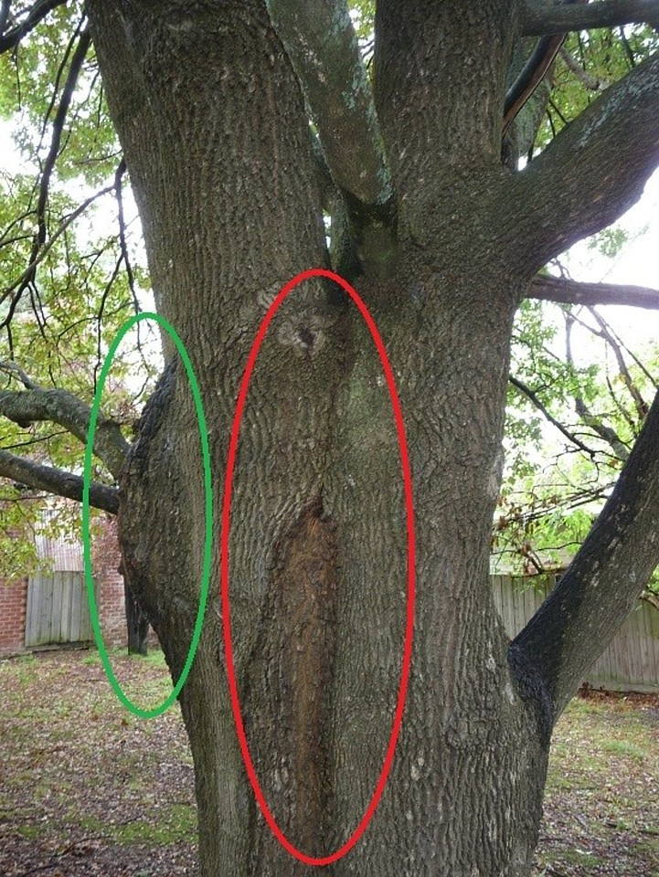 Hazardous Tree Assessment.jpg