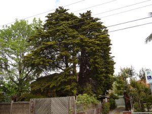 Tree Report Neighbouring Tree