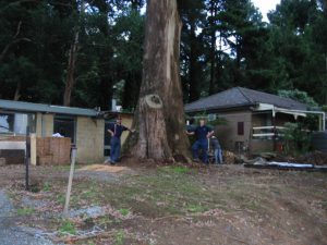 02 Dangerous Tree Size.jpg