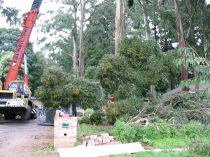 06 Crane Removing Crown.jpg