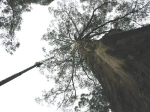 07 Big Dangerous Tree.jpg