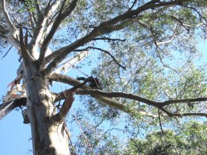 08 Hazardous Tree.jpg