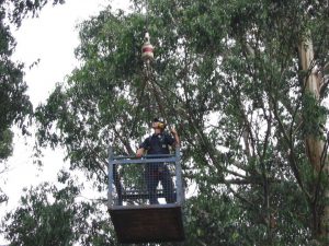 11 Hazardous Tree Removal.jpg