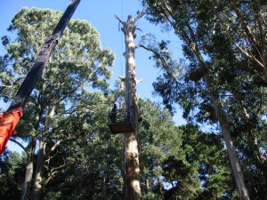 12 Crane For Dangerous Tree.jpg