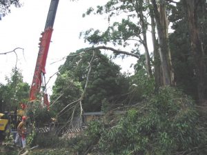 13 Large Dangerous Tree.jpg