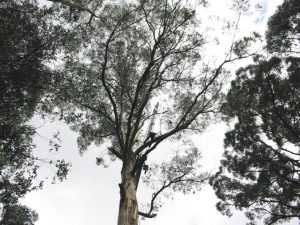 14 Mountain Ash.jpg