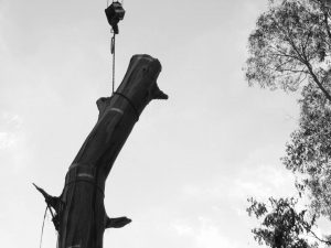15 Crane Lifting Trunk Top.jpg