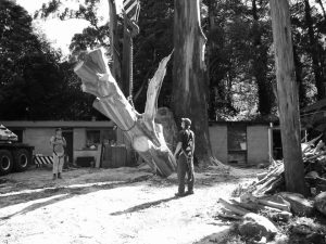 17 Top Trunk To Ground.jpg