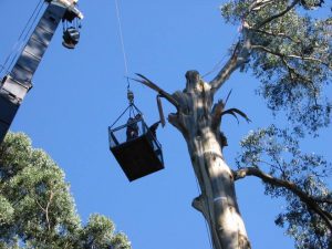 18 Crane For Tree Removal.jpg
