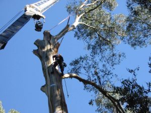 19 Dangerous Tree Removal.jpg