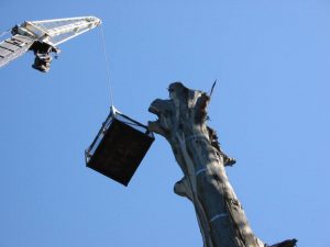 20 Hazardous Tree Removal.jpg