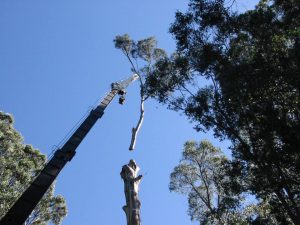 21 Crane For Tree.jpg