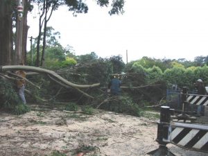 23 Tree Crown.jpg