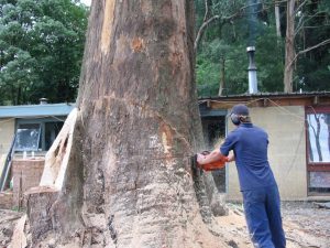 26 Hazard Tree Removal.jpg
