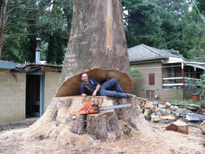 28 Hazardous Tree Removal.jpg