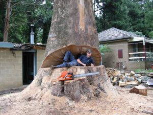 29 Dangerous Tree Removal.jpg