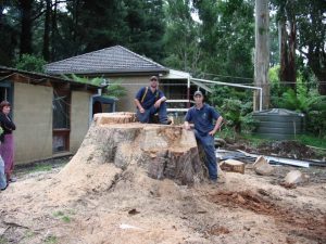 30 Large Hazardous Tree.jpg