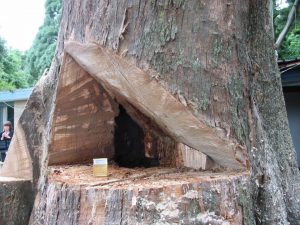 30 Tree Reports Melbourne.jpg