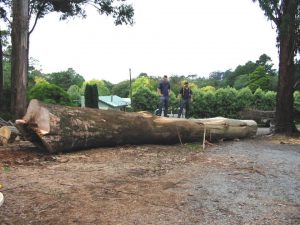 31 Hazardous Tree Boronia.jpg