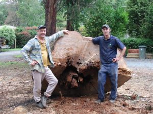 33 Large Dangerous Tree.jpg