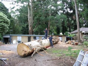 34 Arborist Reports Melbourne.jpg