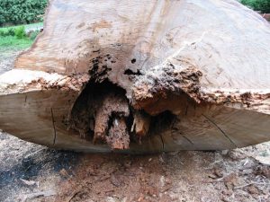 35 Tree Reports Melbourne.jpg