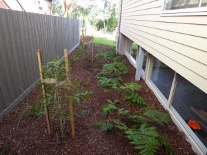 Baby Tree Ferns.jpg
