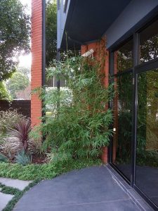 Bamboo.jpg