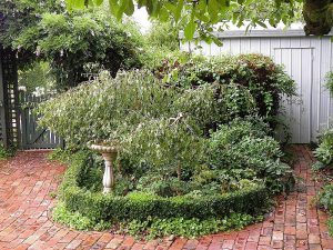 Bird Bath And Weeping Birch.jpg