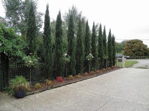 Cupressus Sempervirens Glauca.jpg