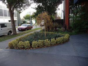 English Box Hedge Jasmine Silverbirch.jpg