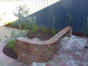Eucalyptus Euky Dwarf.jpg