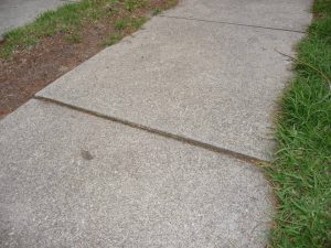 Neighbouring Tree Damage.jpg