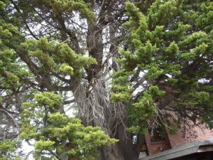 Neighbouring Tree Dispute.jpg