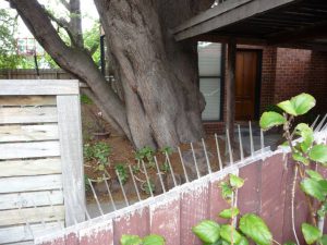 Neighbouring Tree Disputes.jpg