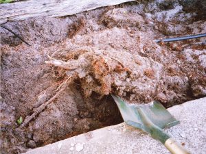 Neighbouring Tree Roots.jpg