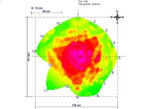 Picus 10 Cm Slice.jpg