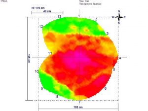 Picus 170 Cm Slice.jpg