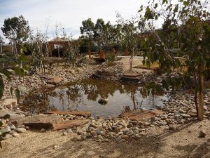 Pond Collecting Water.jpg