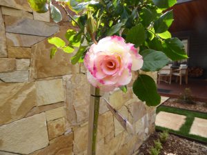 Rose Daylesford.jpg