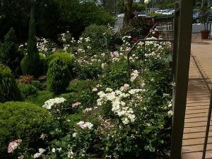 Roses Blooming.jpg