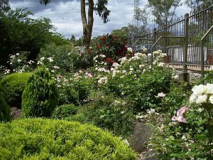 Roses In Bloom.jpg