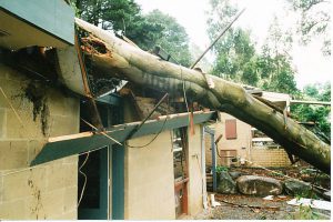 Sudden Limb Drop 02.jpg