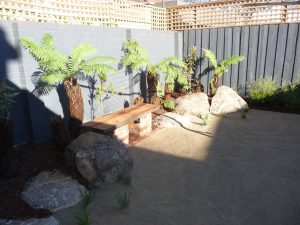 Tree Ferns.jpg